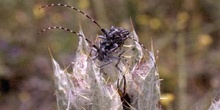 Longicornio de los cardos (Agapanthia irrorata)