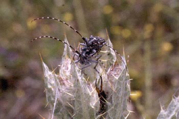 Longicornio de los cardos (Agapanthia irrorata)
