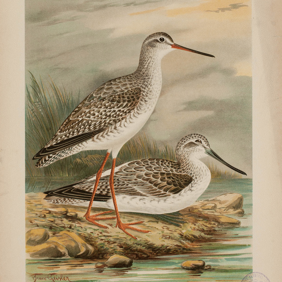 IES_CARDENALCISNEROS_AVES_LAMINAS_027