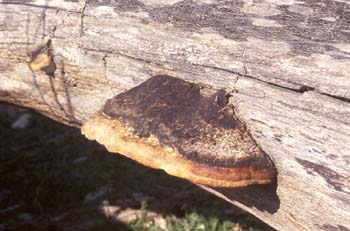 Hongo yesquero (Fomitopsis sp.)