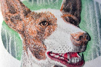 Perro Podenco Ibicenco