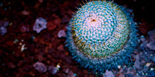 Cactus azul