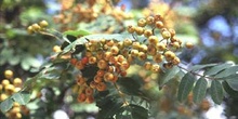 Serbal de cazadores - Fruto (Sorbus acuparia)