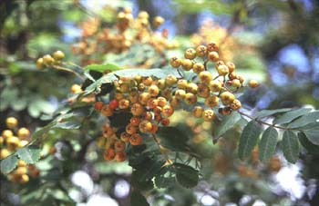 Serbal de cazadores - Fruto (Sorbus acuparia)