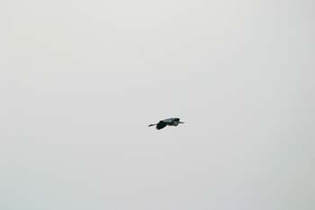 Garza real (Ardea cinerea)