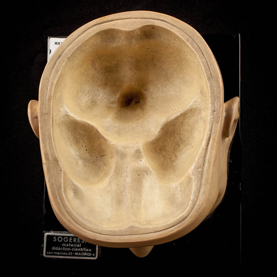 IES_ISABELLACATOLICA_ANATOMIA_018