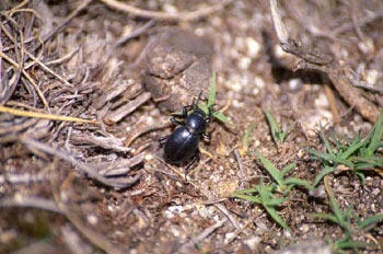 Tentyria sp.