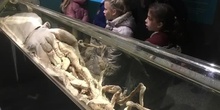  PRIMARIA - 4º - MUSEO DE CIENCIAS NATURALES - NATURAL SCIENCE - ACTIVIDADES.mov