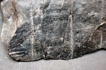 Calamites cisti (Helecho) Carbonífero