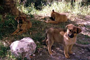 Cachorros