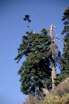 Abeto pinsapo - Porte (Abies pinsapo)