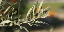 Olivo - Hoja (Olea europaea)