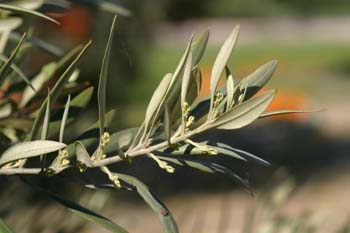 Olivo - Hoja (Olea europaea)