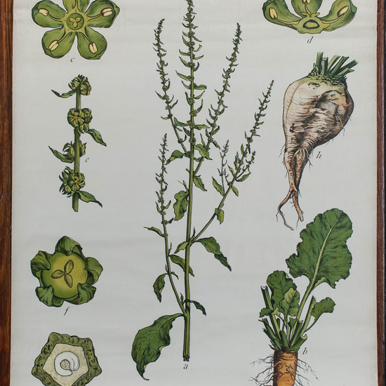 IES_CARDENALCISNEROS_BOTÁNICA_II_LÁMINAS_036