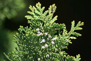 árbol de la vida chino (Thuja orientalis)