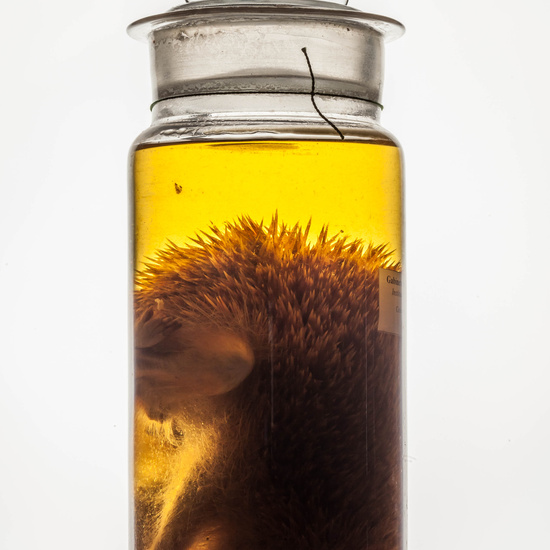 IES_CARDENALCISNEROS_CIENCIASNATURALES_292