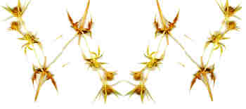 Formación de cenefa