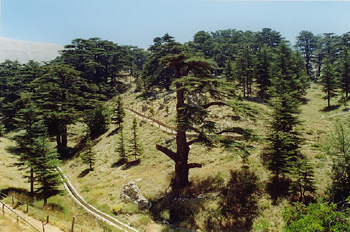 Cedros, Líbano