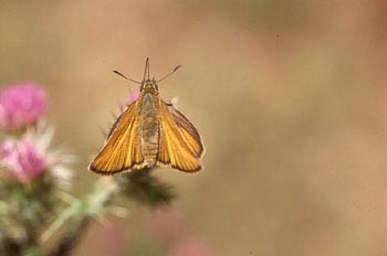 Dorada de línea larga (Thymelicus flavus)