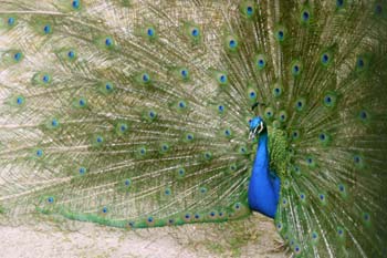 Pavo real (Pavo cristatus)