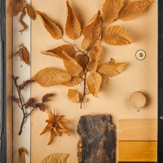 IES_CARDENALCISNEROS_BOTÁNICA_I_012