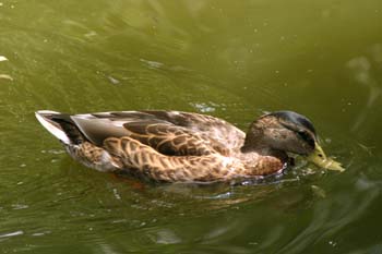 ánade real o Azulón - Hembra (Anas platyrhynchos)