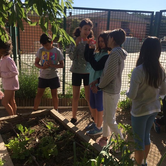 2019_06_11_4º observa insectos en el huerto_CEIP FDLR_Las Rozas 12
