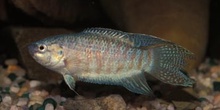 Pez paraiso (Macropodus opercularis)