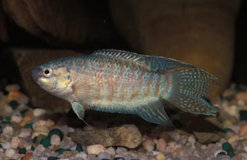 Pez paraiso (Macropodus opercularis)