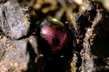 Trypocopris pyrenaeus coruscans