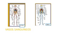 Arterias y venas