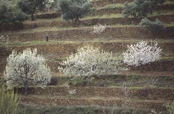 Cerezo - Porte (Prunus avium)