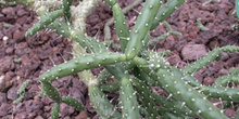 Opuntia vilis