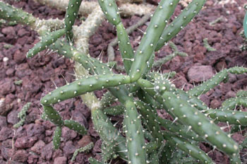 Opuntia vilis