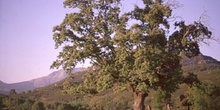 Rebollo / melojo - Porte (Quercus pyrenaica)