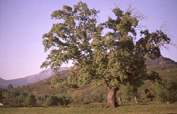 Rebollo / melojo - Porte (Quercus pyrenaica)