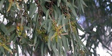 Eucalipto colorado - Hoja (Eucalyptus camaldulensis)