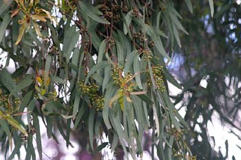 Eucalipto colorado - Hoja (Eucalyptus camaldulensis)