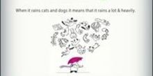 rain cats and dogs