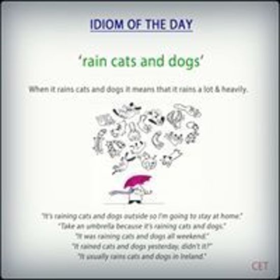 rain cats and dogs