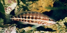 Mero (Serranus sp.)