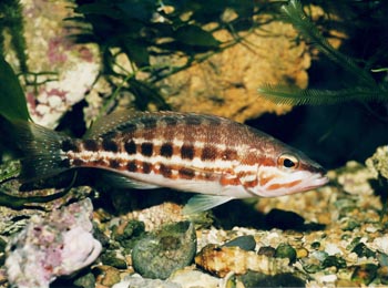 Mero (Serranus sp.)