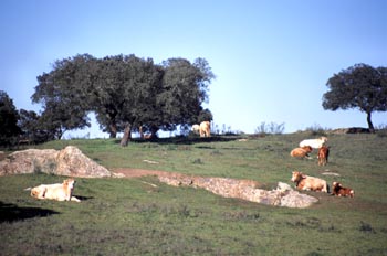 Ganado vacuno raza Limusín - Cheles, Badajoz