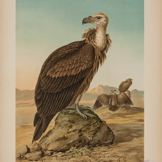 IES_CARDENALCISNEROS_AVES_LAMINAS_209