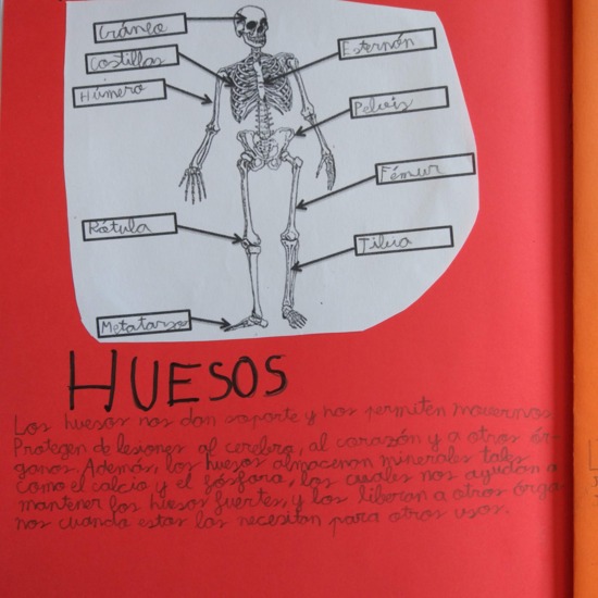 [Lapbook] - Mi atlas del cuerpo humano (3º de primaria) - IMAGEN 4