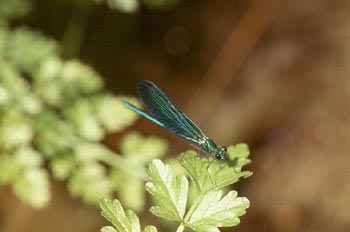 Caballito del diablo azul (Calopteryx virgo)