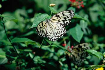 Idea leuconoe clara (Taiwan)