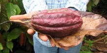 Fruto del cacao, Ecuador