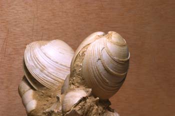 Callista itálica (Molusco Bivalvo) Mioceno