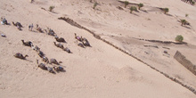 Camellos vistos desde el aire, Douz, Túnez